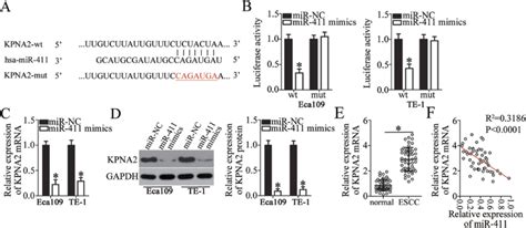 Kpna Is Validated As A Direct Target Gene Of Mir In Escc Cells