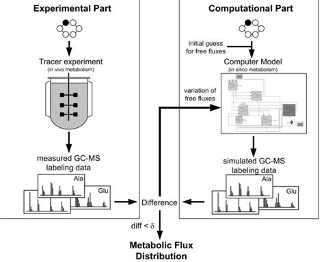 Strategy For C Metabolic Flux Analysis Including The Experimental