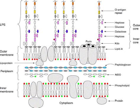 Archaea & Eubacteria: Cell wall