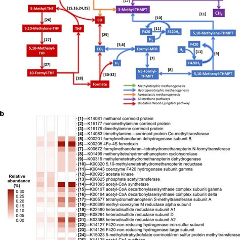 A Identified Pathways Involved In Methanogenesis And Sao Functional