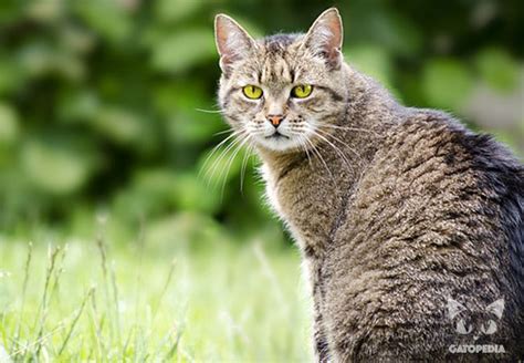 Gato Montés una Raza de Auténticos Salvajes Gatopedia es