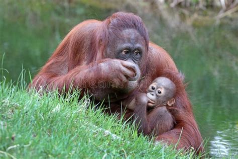 Orangutan mother with baby stock image. Image of juvenile - 116628537