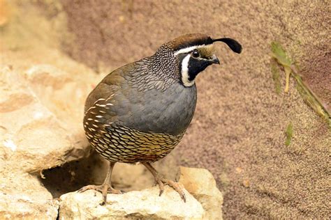 California Quail - Zoo