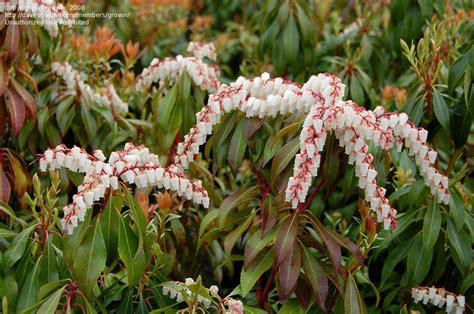 Plantfiles Pictures Pieris Andromeda Japanese Pieris Lily Of The