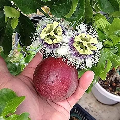 Fruta Maracuja Roxo Passiflora Edulis Flor Sementes P Mudas