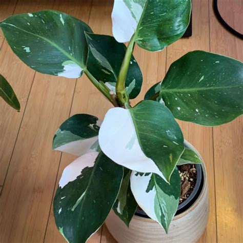 Philodendron White Wizard