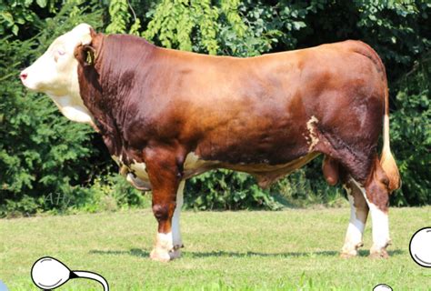 Simmental Goldselect Hayvancılık