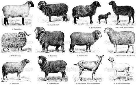 sheep drawings | Sheep breeds, Sheep, Breeds of cows