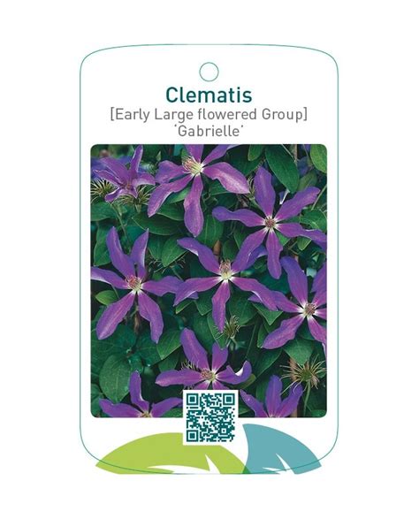 Etiquetas De Clematis Early Large Flowered Group Gabrielle