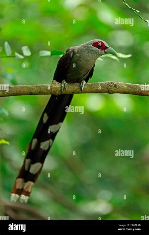 Green Billed Malkoha Phaenicophaeus Tristis Longicaudatus Adult