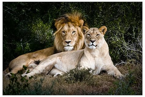Female Lions