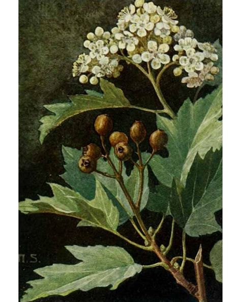 Wild Service (Chequers Tree) – Robin Harford from Eatweeds