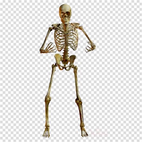 Free Human Skeleton Clipart Download Free Human Skeleton Clipart Png