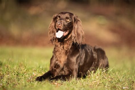 Are German Longhaired Pointers Intelligent Dogs