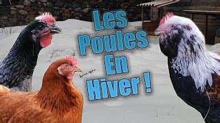 Comment Savoir Si Mes Poules Ont Froid La Technique Suivre