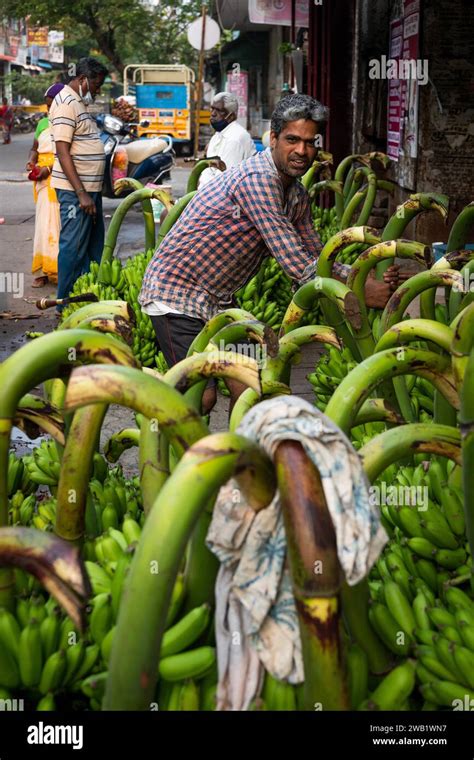 Banana Bunches Being Loaded Banana Trader Pondicherry Or Puducherry