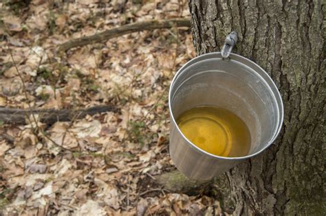 How To Make Maple Syrup From Collecting Sap To Turning It Into Maple Syrup