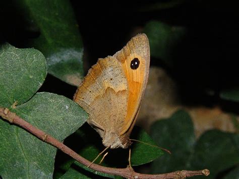 Butterfly Photograph By Alessandro Della Pietra Fine Art America