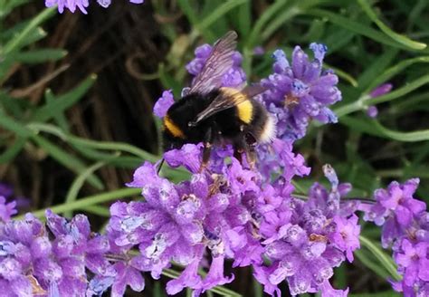 See Cotswold Lavender In Bloom Broadway Cotswolds Enjoy Eat Shop Stay