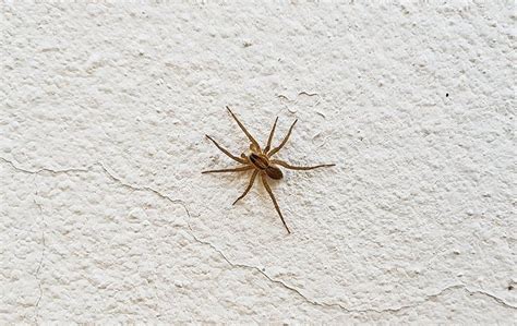 The Ultimate Spider Prevention Guide For El Paso Homes Aaa Pest Control Inc