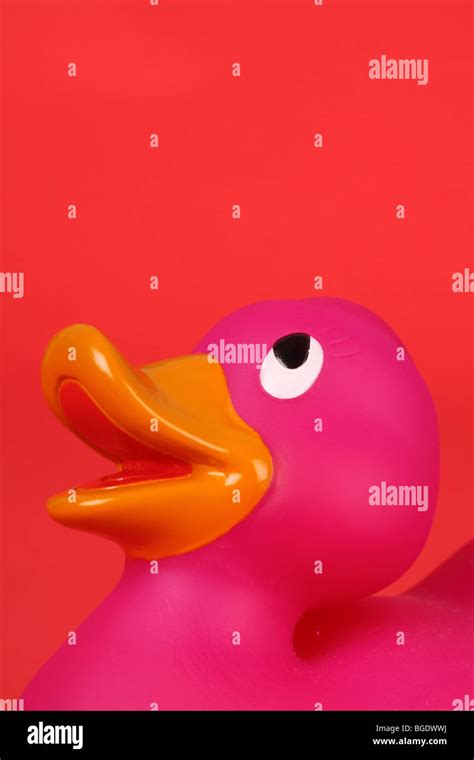 Toy rubber duck Stock Photo - Alamy