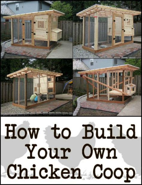 Build Your Chooks A Home And Get Fresh Eggs In Return With This