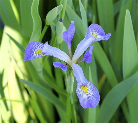 Southern Blue Flag Iris Virginica Var Shrevei Photo By Kirk Nelson