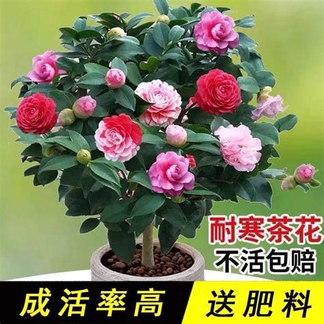 Heavy Petal Camellia Potted Indoor Plants Saplings Balconies