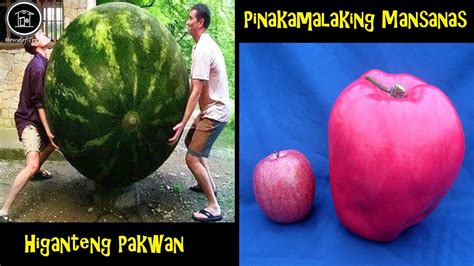 10 Pinakamalaking Prutas At Gulay Sa Buong Mundo 2021 Higanteng