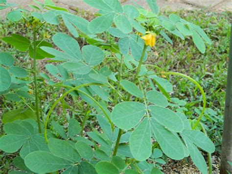 Plant From Bird Seed Walter Reeves The Georgia Gardener