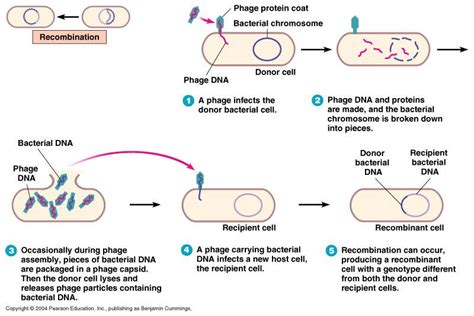 Transduction: generalized and specialized transduction