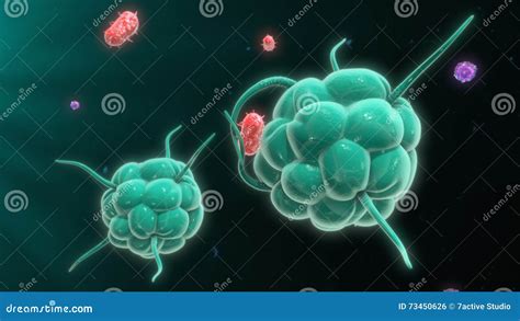 巨噬细胞毁坏的细菌 库存例证 插画 包括有 生物反馈 健康 微生物 例证 传记 医疗 巨噬细胞 73450626