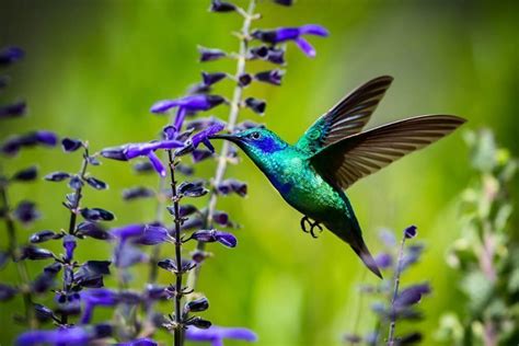 6 Common Birds Found In Trinidad & Tobago - Life in Trinidad & Tobago