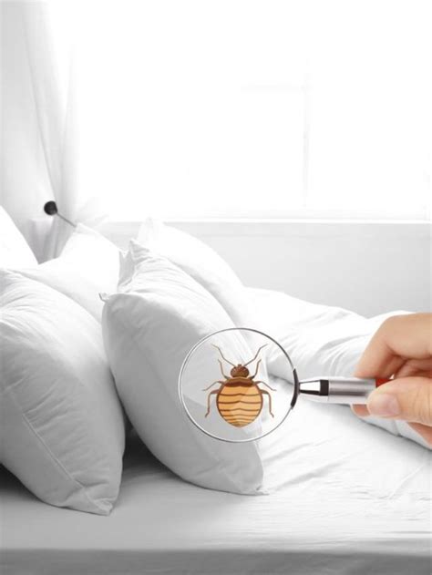 5 Early Signs of a Bed Bug Infestation - Bed Bug Lawyers