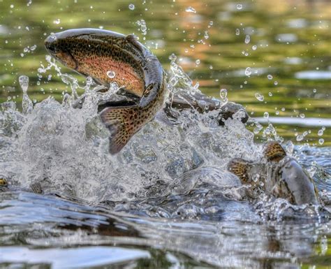 Trout Fish Jumping