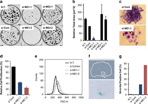 Inhibition Of Malic Enzyme 1 Disrupts Cellular Metabolism And Leads To