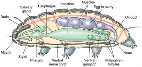 Tardigrade Anatomy