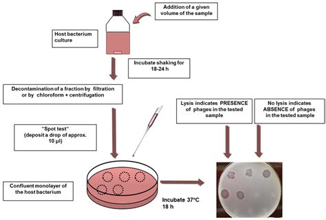 Water Free Full Text Coliphages As Model Organisms In The Characterization And Management Of