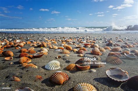 Seashells On The Beach Vacation Background Beach Full Of Shells Stock