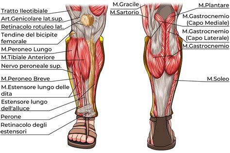 Muscoli Arti Inferiori Elenco Completo Project InVictus