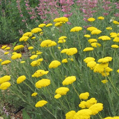 Achillea Filipendulina Gold Plate Gold Plate Yarrow High Country Gardens
