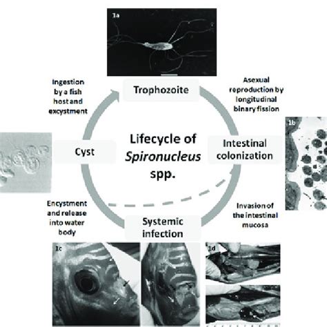 Depiction Of The Typical Life Cycle Of Spironucleus Spp Flagellated