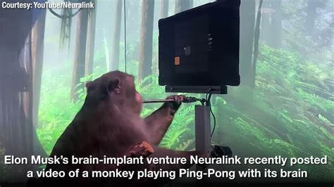 Watch Elon Musks Monkey Play Ping Pong Using Brain Implants Youtube