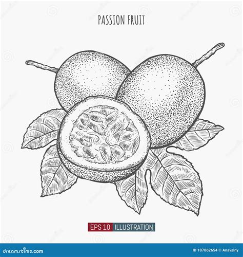 Hand Drawn Passion Fruit Isolated Template For Your Design Works Stock