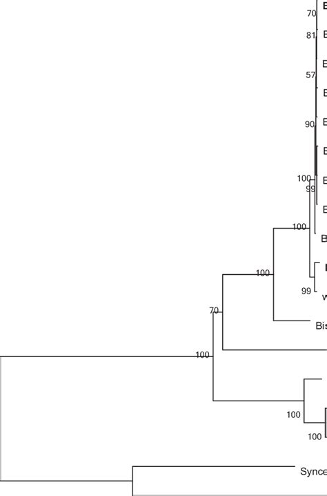 Molecular Phylogenetic Analysis By Maximum Likelihood Method