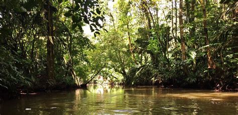 Tortuguero Der Amazonas Costa Ricas ARA Tours Costa Rica