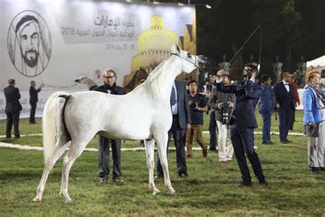 UAE NATIONAL ARABIAN HORSE SHOW 2018 :: Dubai Arabian Horse Stud