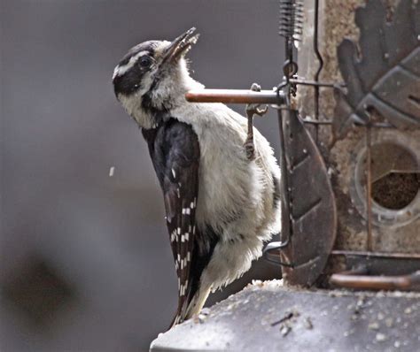 Pictures and information on Hairy Woodpecker