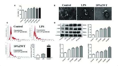 The Characterization Of Exosomes And Intervention Of Zhen Wu Tang