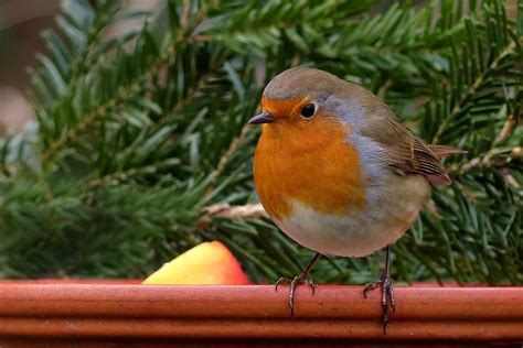 photo robin bird songbird garden  image  pixabay